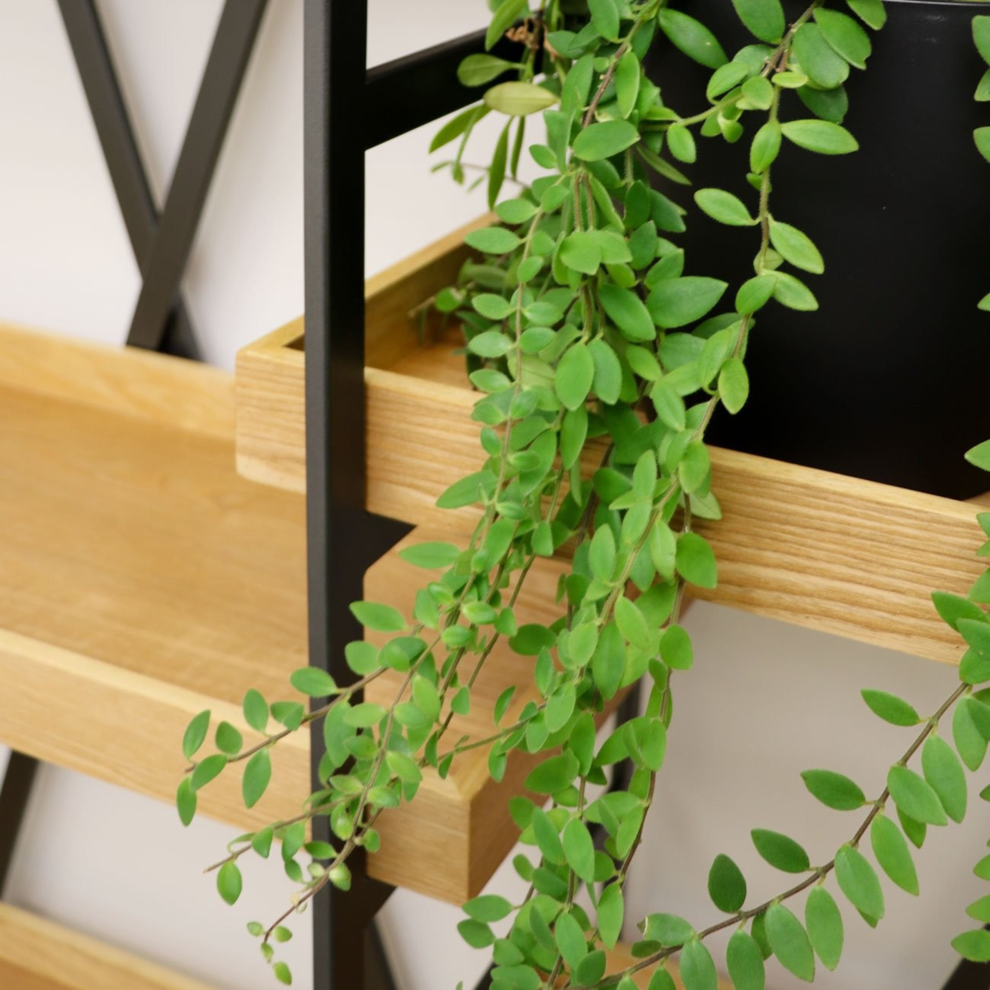 CENTURY BOOKSHELF | SINGLE