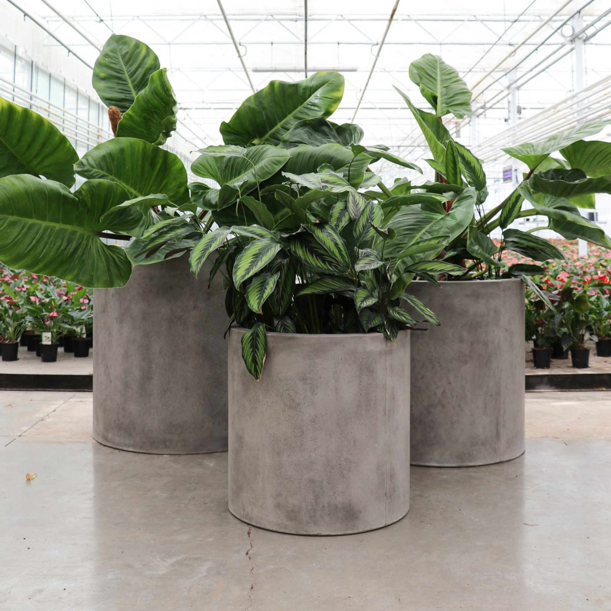 MIKONUI CYLINDER PLANTER | CEMENT | 3 SIZES