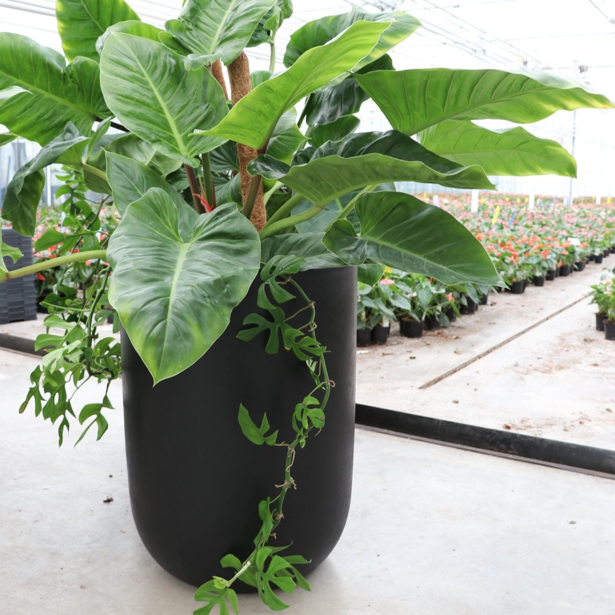 ORETI BLACK PLANTER | 3 SIZES