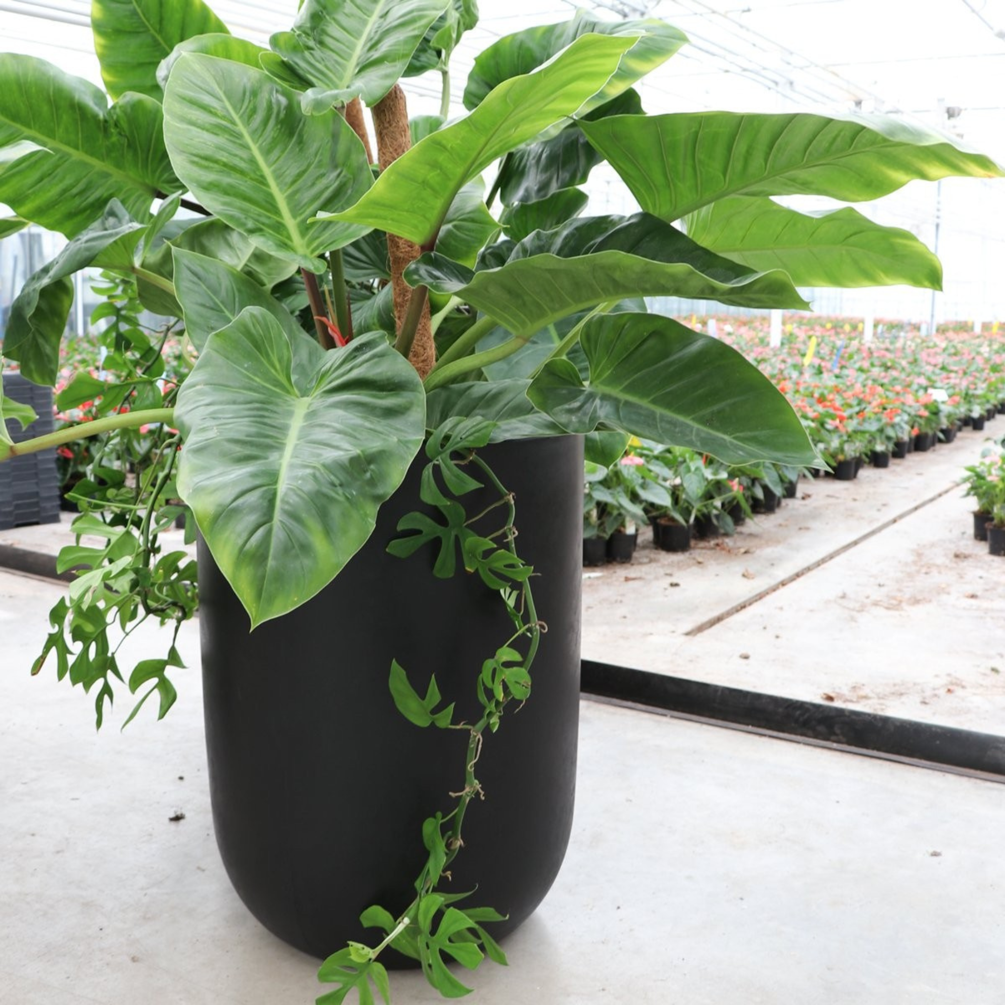 ORETI PLANTER | 3 SIZES | WHITE, BLACK OR WEATHERED CEMENT