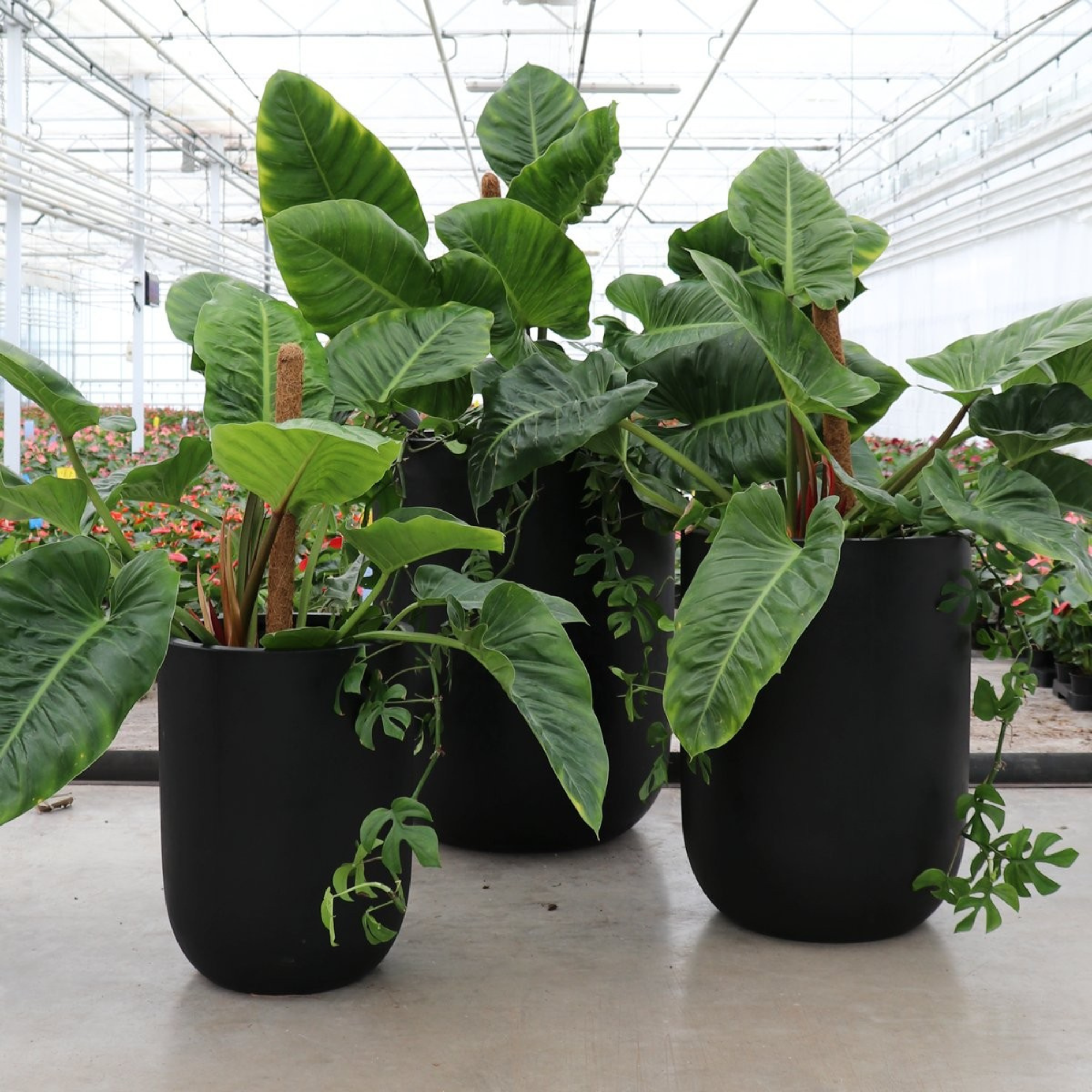 ORETI BLACK PLANTER | 3 SIZES