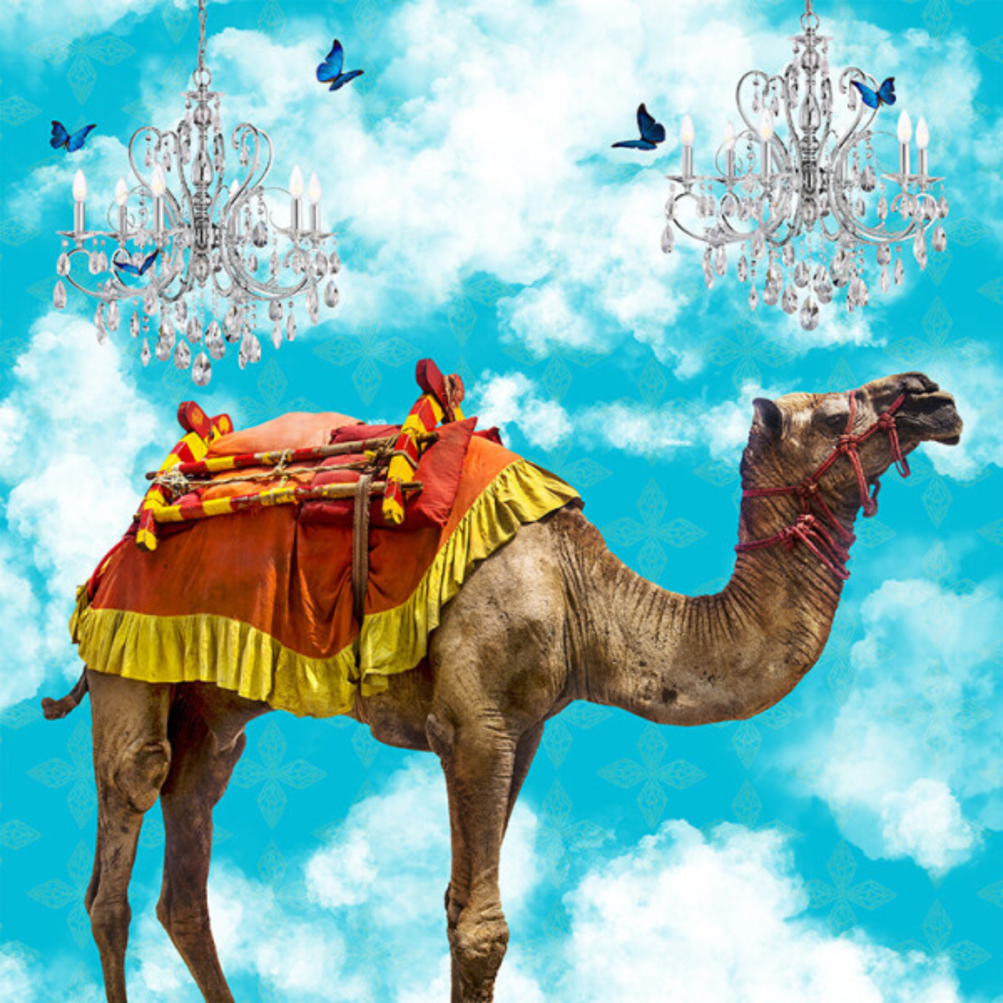 CAMEL IN THE CLOUDS | CANVAS STRETCHED READY TO HANG | SUE SKELLERN | NZ MADE