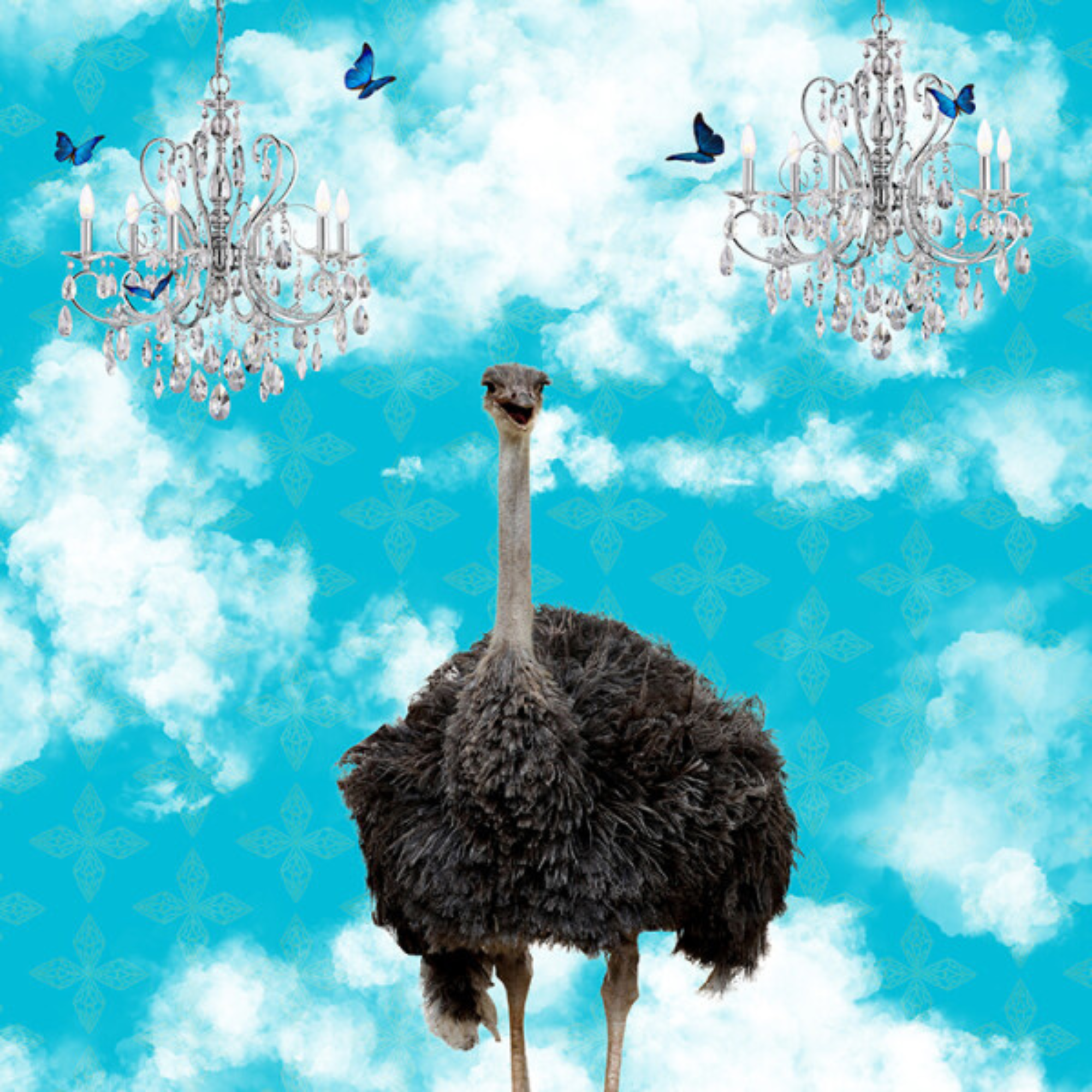 OSTRICH IN THE CLOUDS | CANVAS STRETCHED READY TO HANG | SUE SKELLERN | NZ MADE