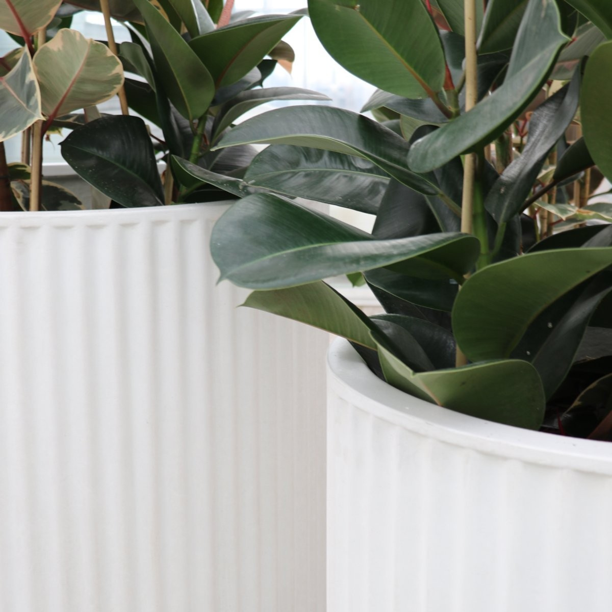 PIAKO RIBBED CYLINDER PLANTER | 3 SIZES | BLACK, WHITE OR WEATHERED CEMENT