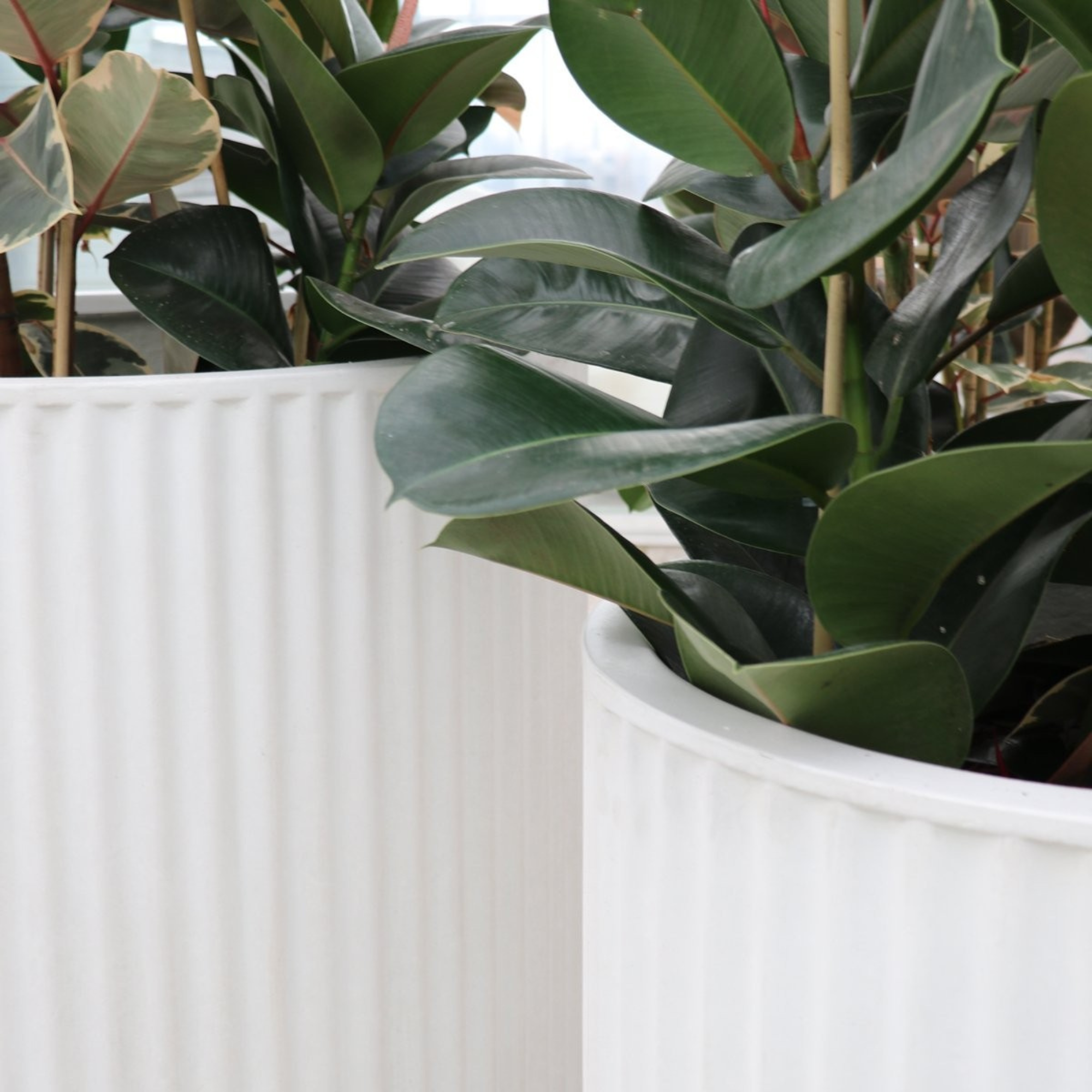 PIAKO RIBBED CYLINDER PLANTER | 3 SIZES | WHITE