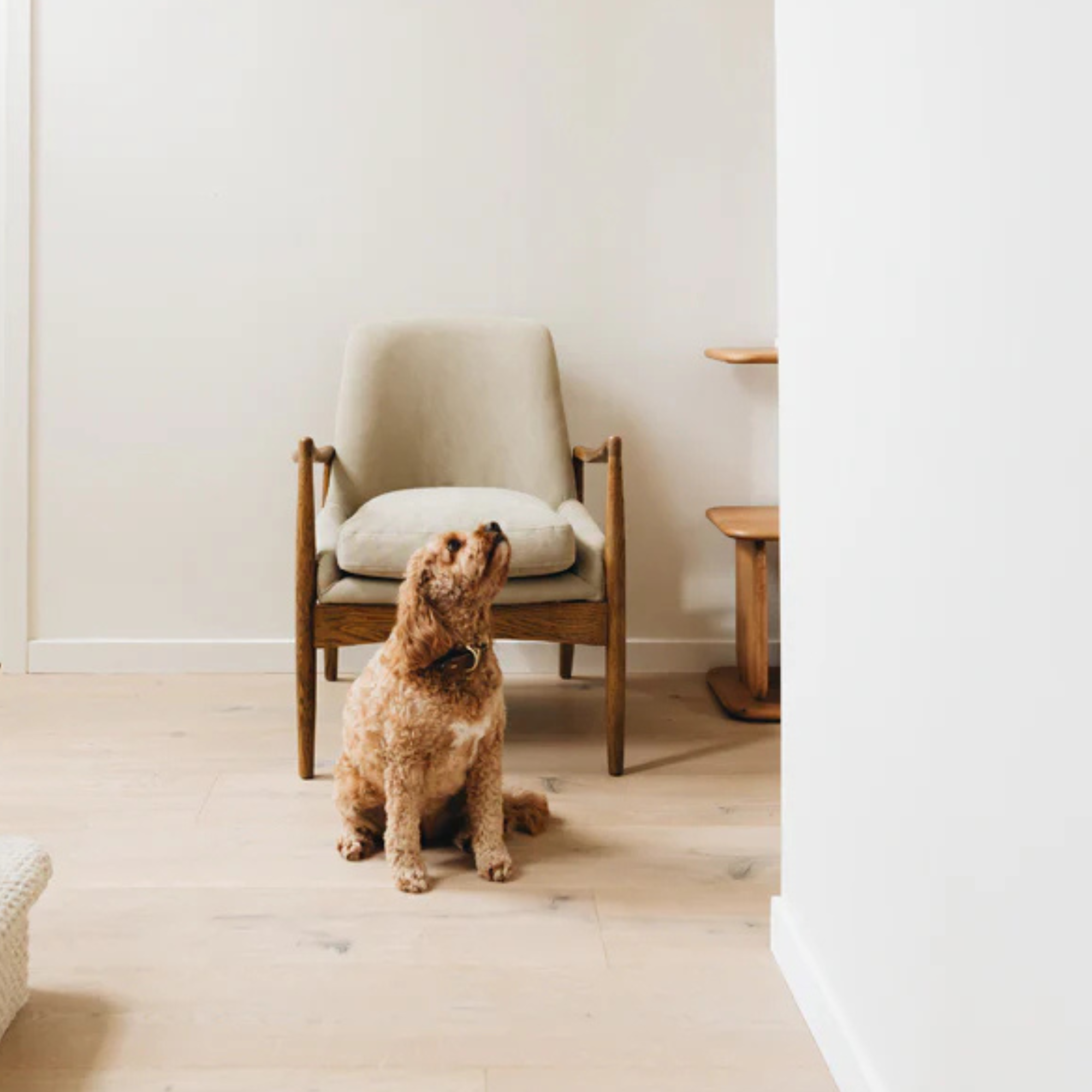 STEINER ARMCHAIR | CANVAS CEMENT