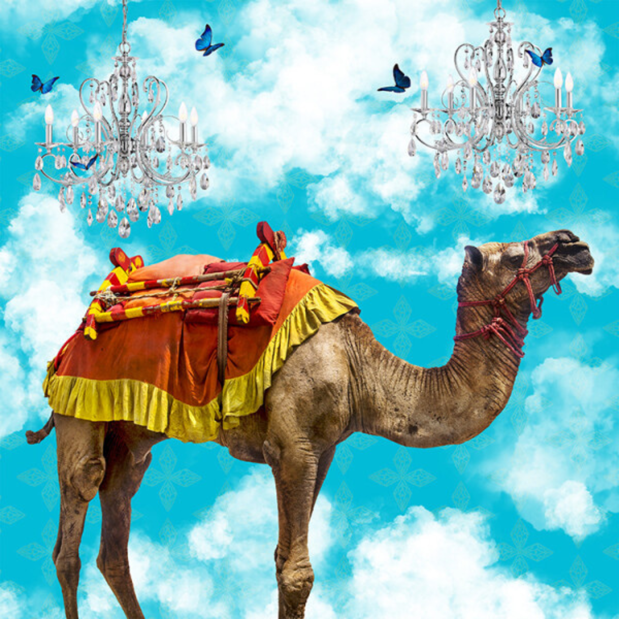 CAMEL IN THE CLOUDS | CANVAS STRETCHED READY TO HANG | SUE SKELLERN  | NZ MADE