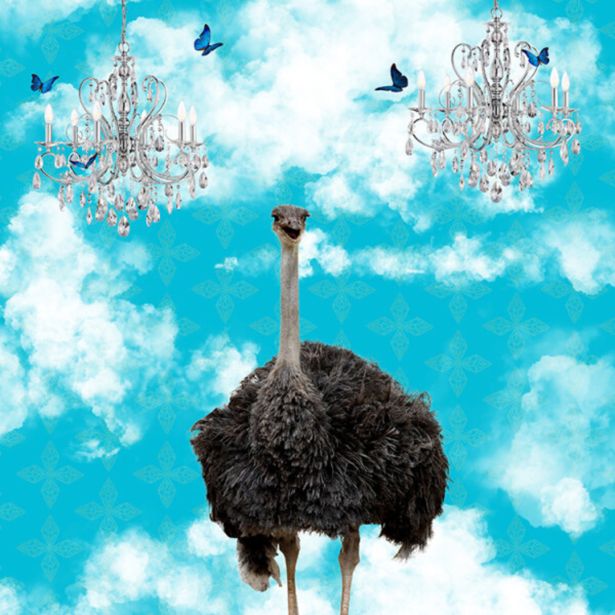 OSTRICH IN THE CLOUDS | CANVAS STRETCHED READY TO HANG | SUE SKELLERN  | NZ MADE